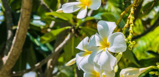 La fleur de Tiaré, symbole de la Polynésie