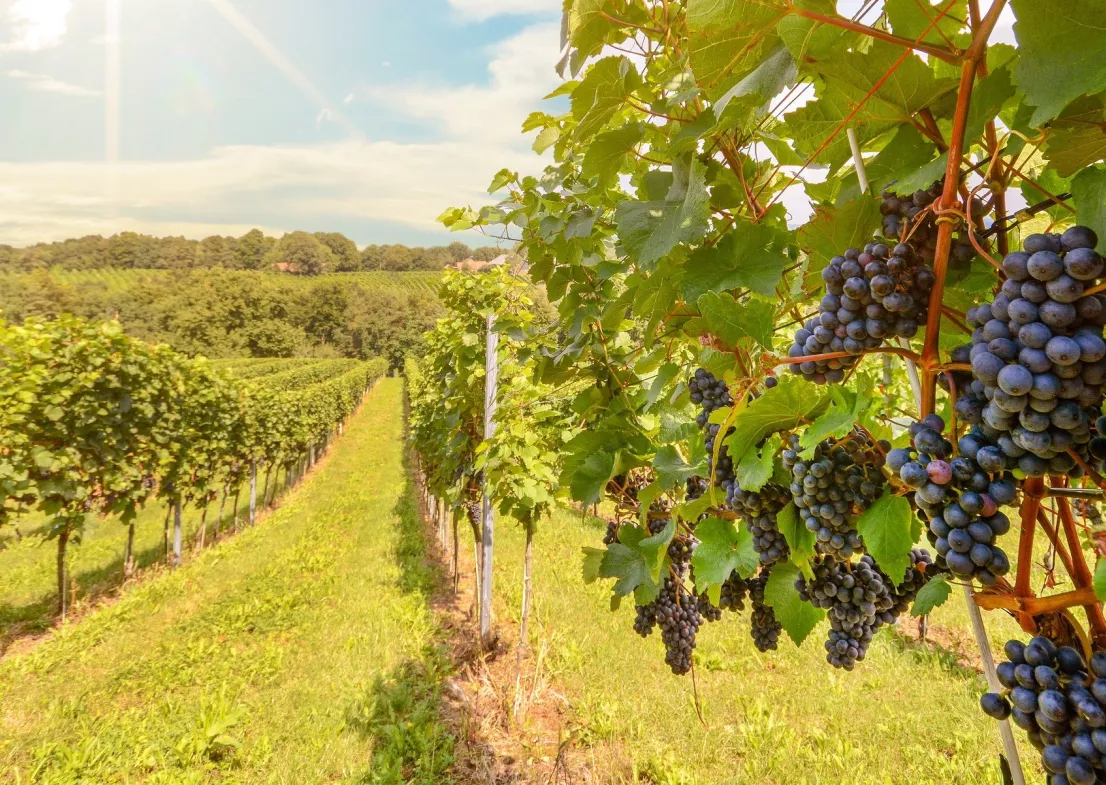 Les vins de la Toscane slovène