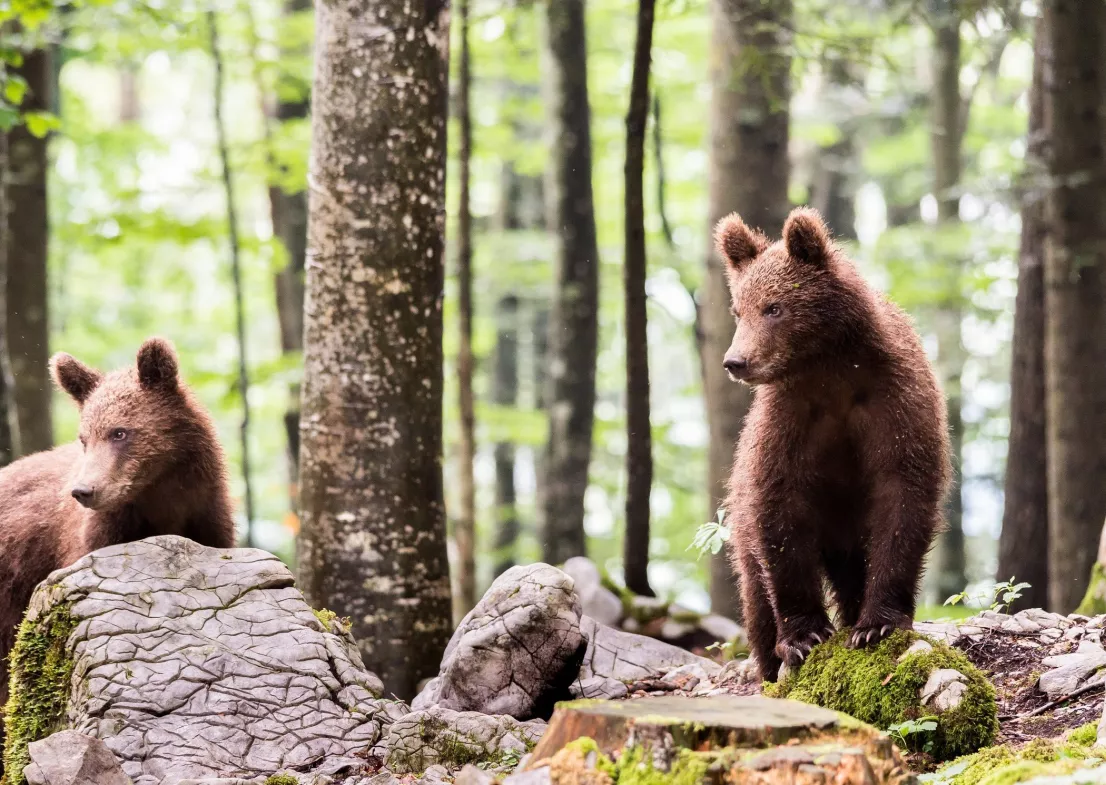 Observer les Ours bruns