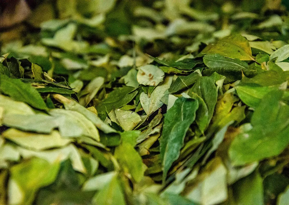 La Coca, plante sacrée des Andes