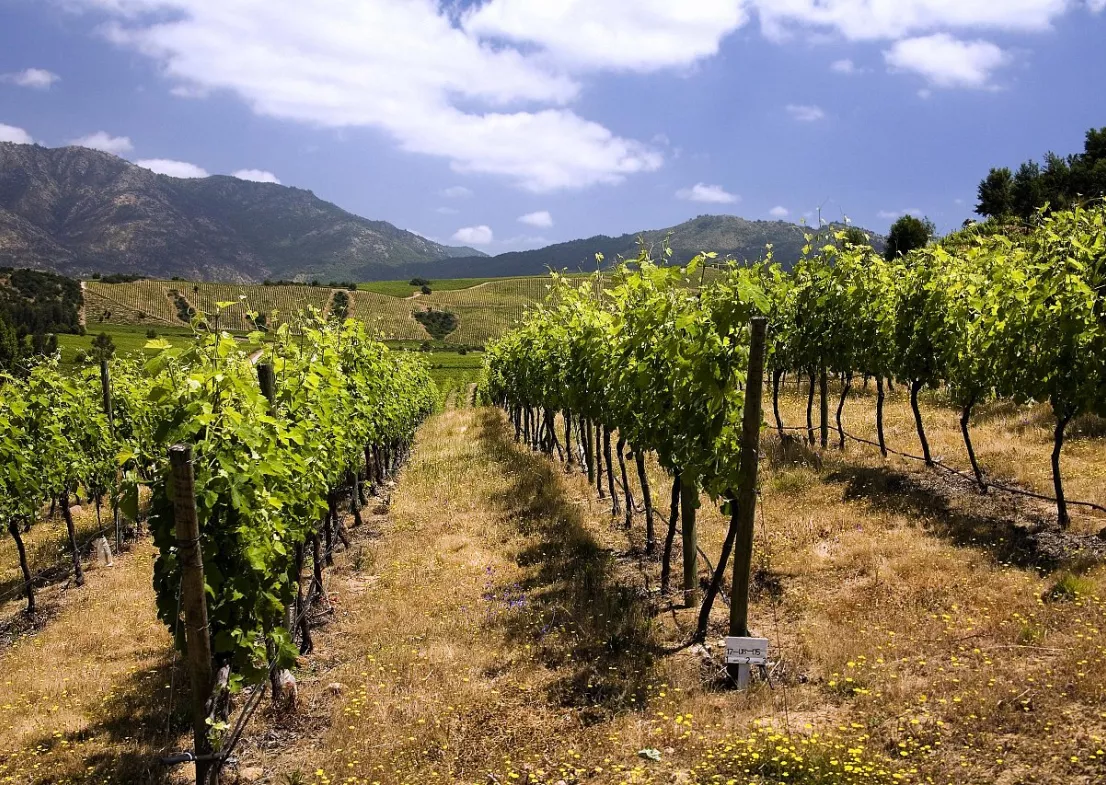 Des vins de renommée mondiale