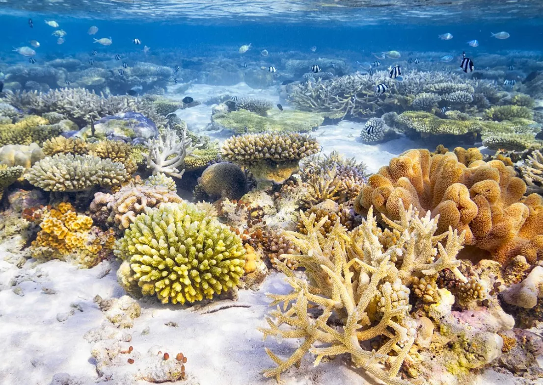 Plongez dans un jardin de coraux